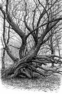 Kaukasische vleugelnoot op Leyduin