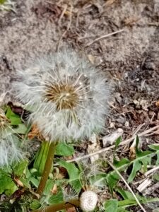 Paardenbloem
